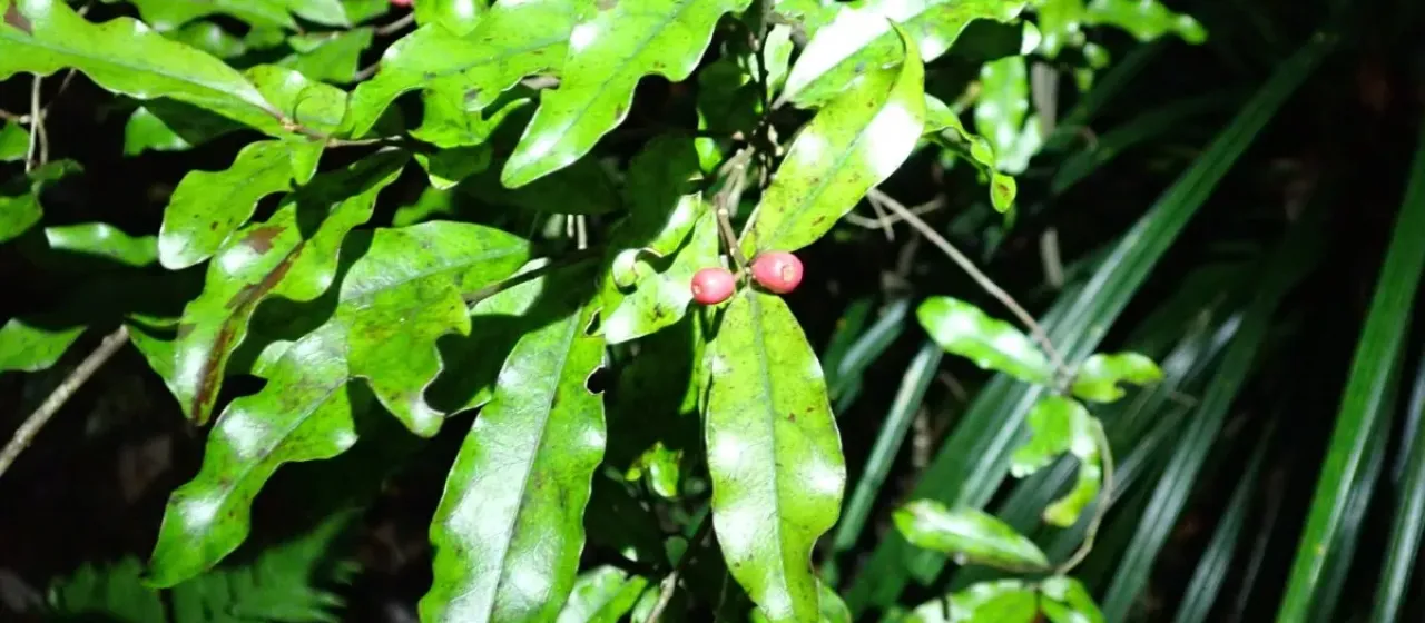 Alseuosmia banksii