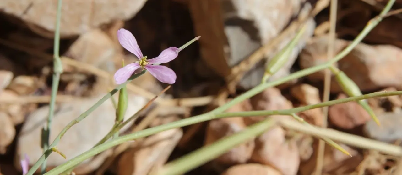 Foleyola billotii