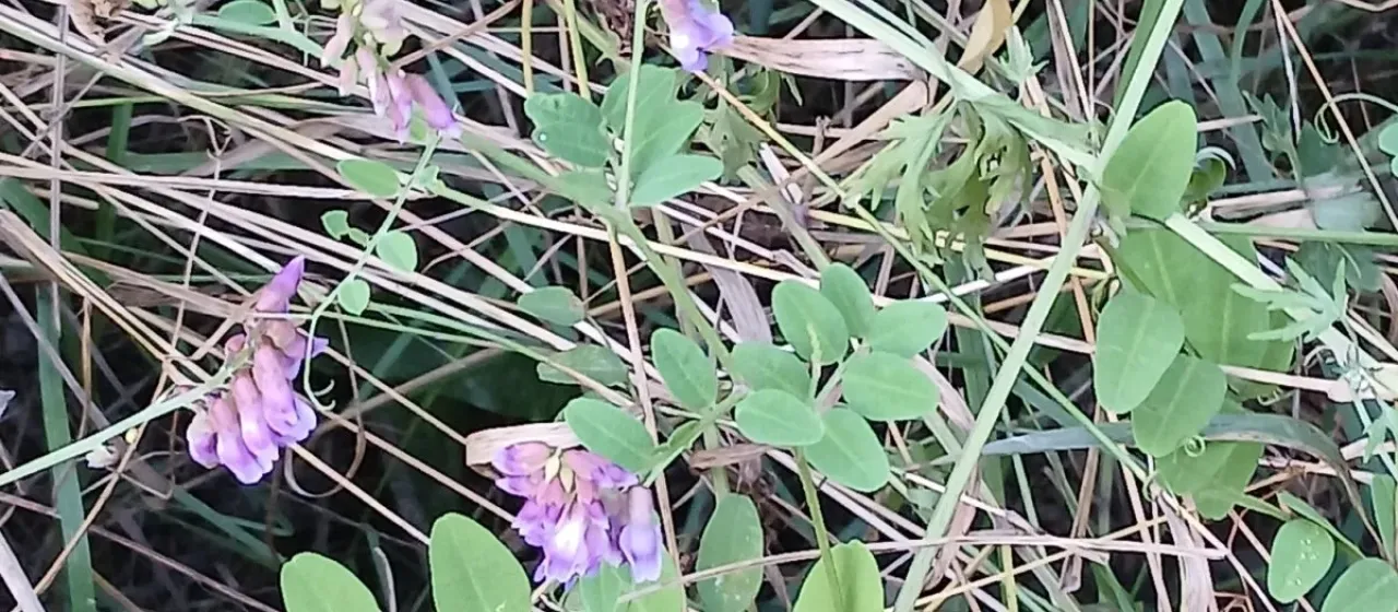 Amur vetch