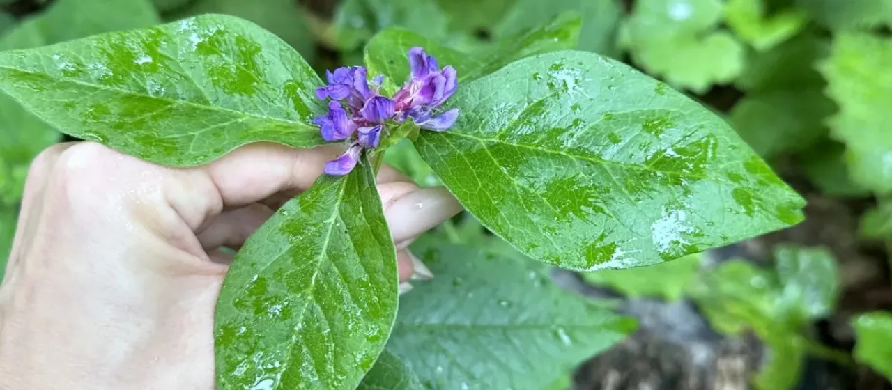 Ohwi vetch