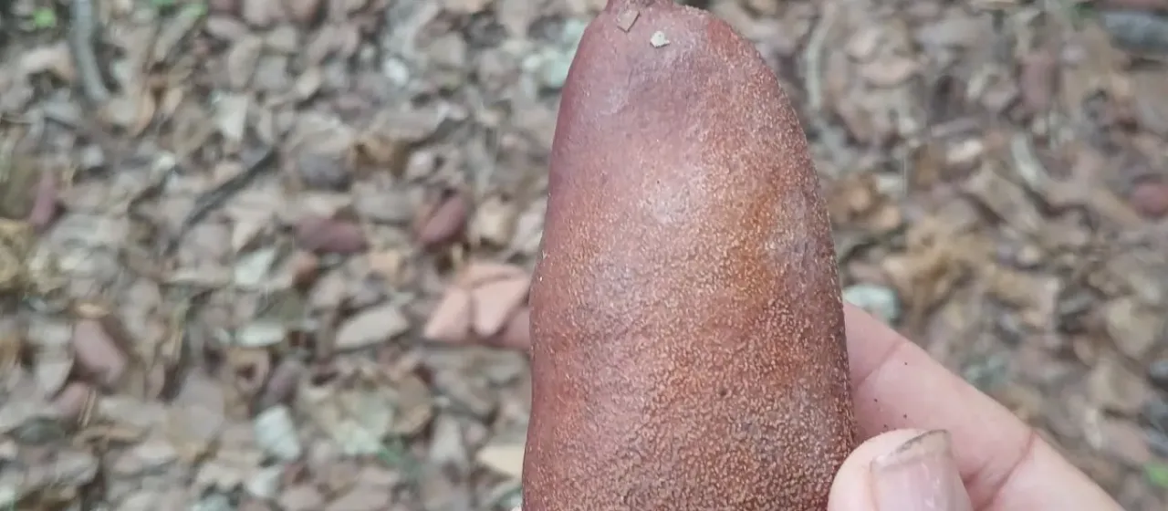 Hymenaea courbaril
