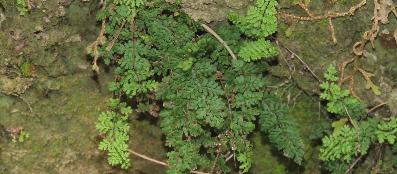 Hemionitis chusana