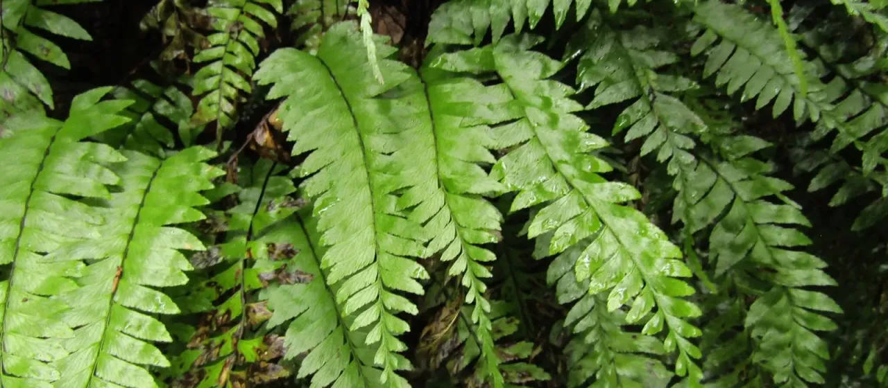 Hymenasplenium hondoense