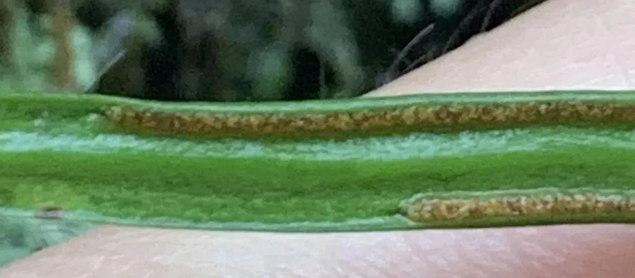 Haplopteris flexuosa
