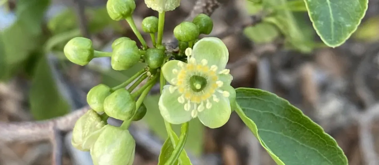 Casearia tremula
