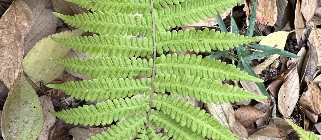 Japanese fern