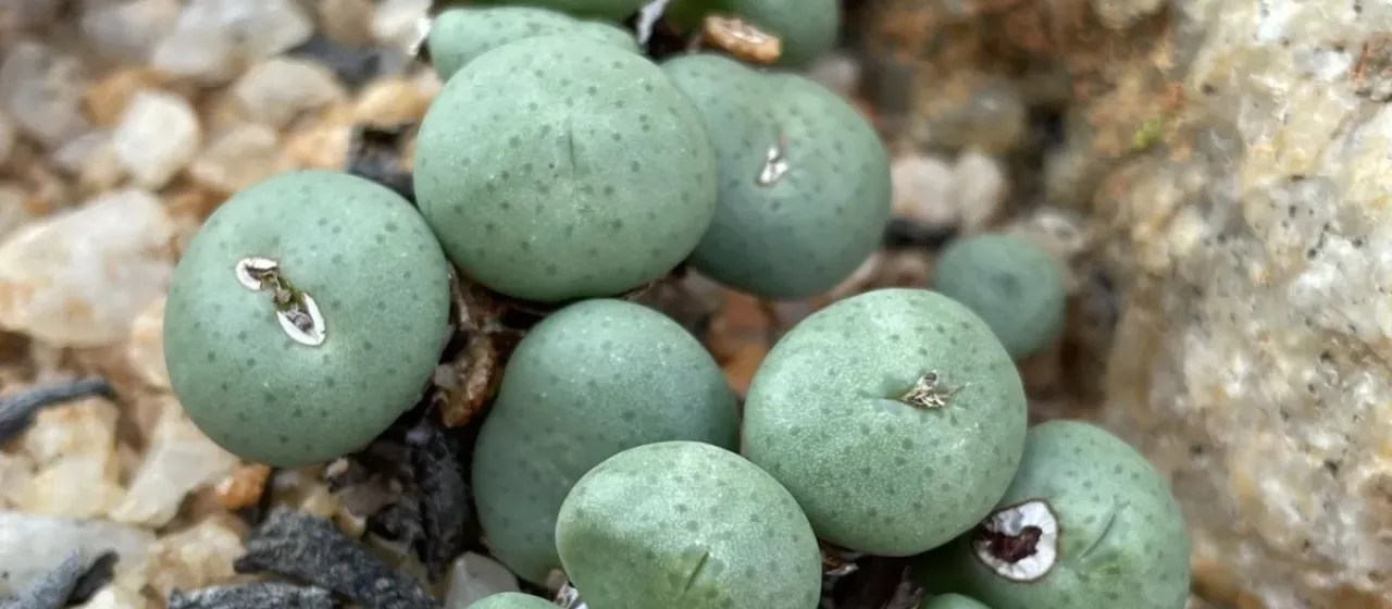 Yellow Conophytum