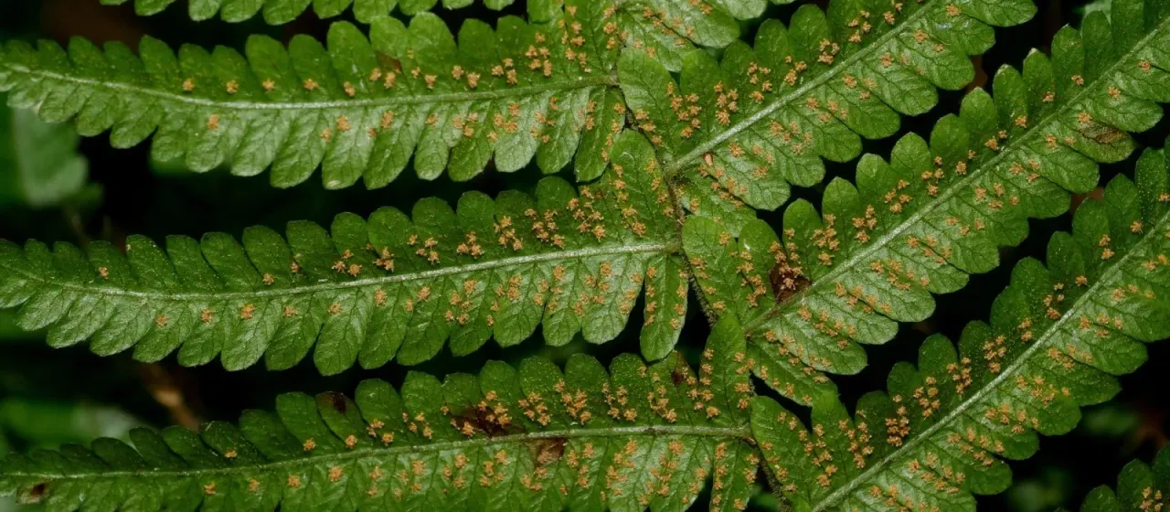 Thelypteris glanduligera