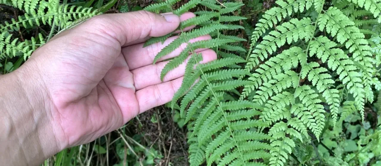 Thelypteris beddomei