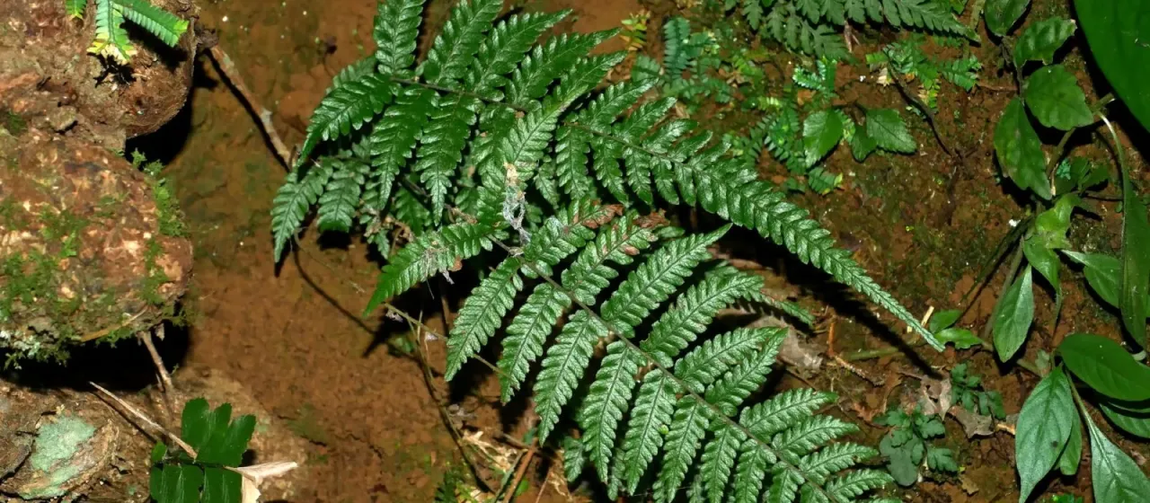 Thelypteris angustifrons