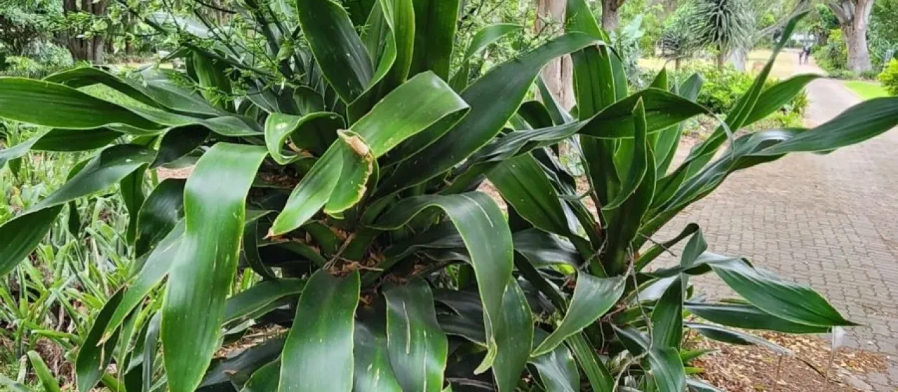 Dracaena aletriformis