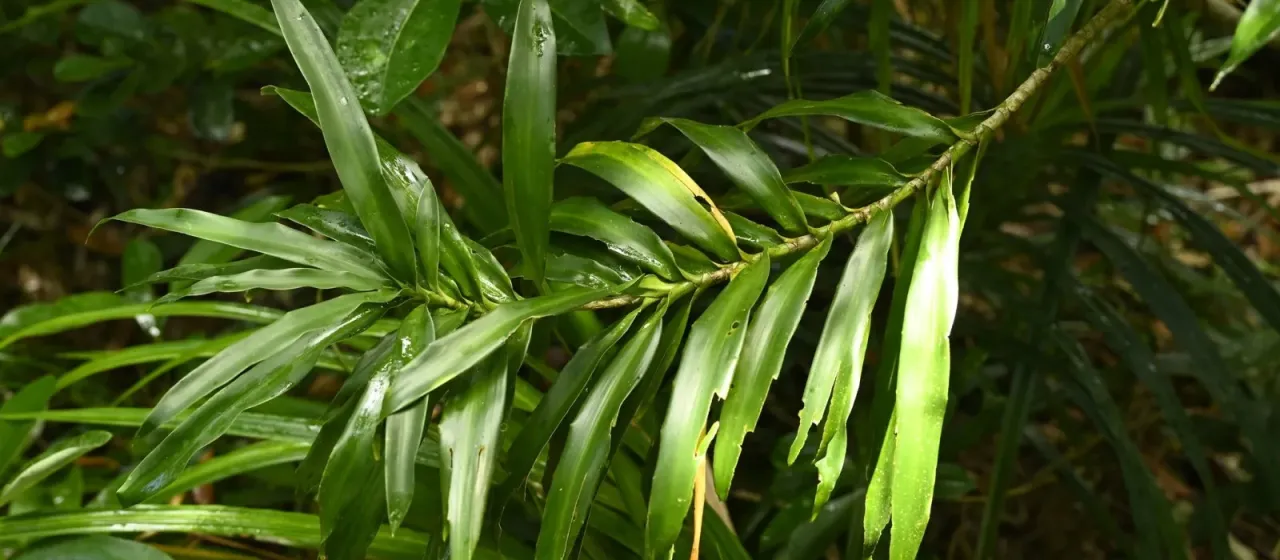 Narrow-leaf dracaena