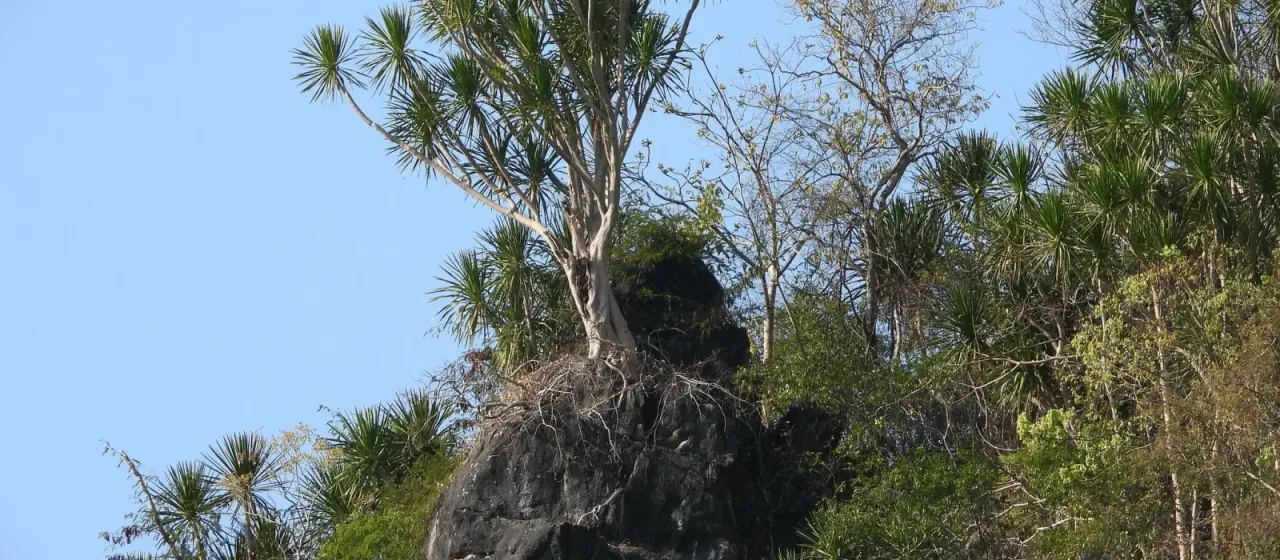 Dracaena cochinchinensis