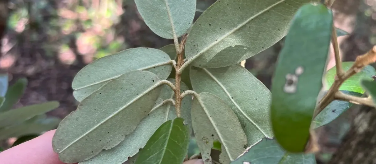 Morisonia cynophallophora