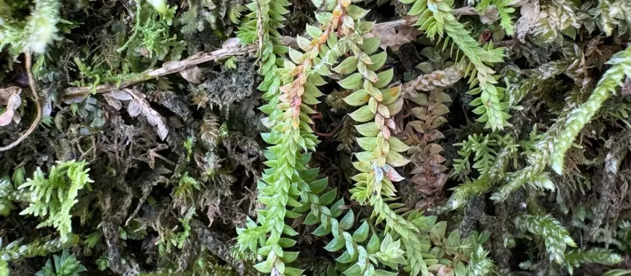 Japanese spike-moss