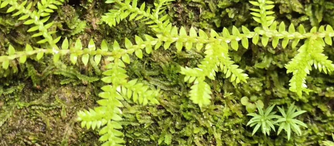 Selaginella remotifolia