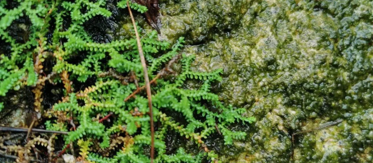 Selaginella rossii