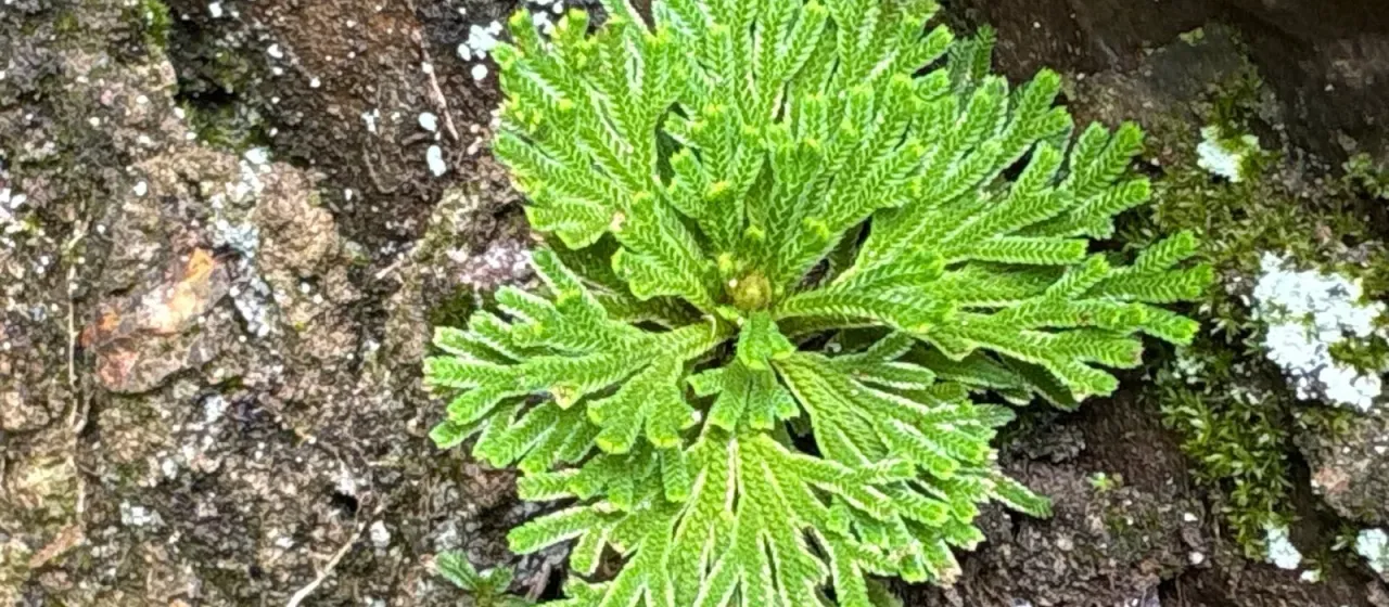 Selaginella tamariscina