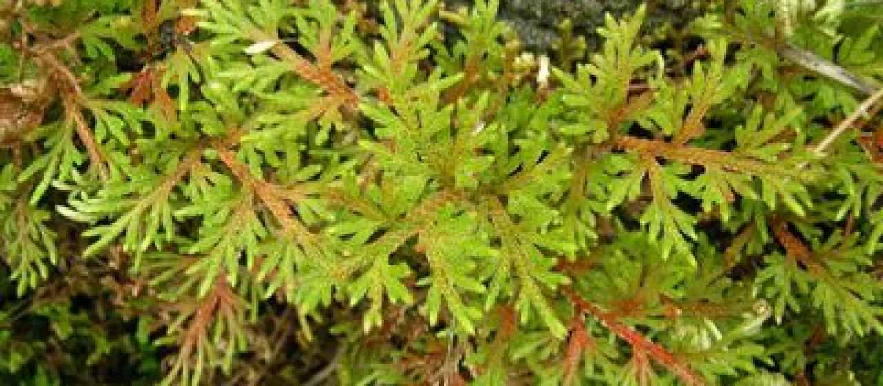Selaginella stauntoniana