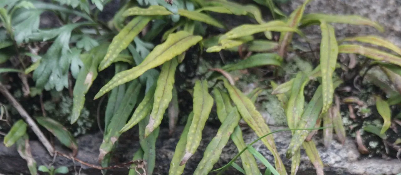 Lepisorus ussuriensis