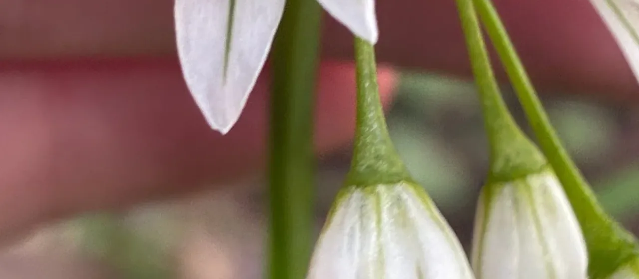 Three-cornered leek