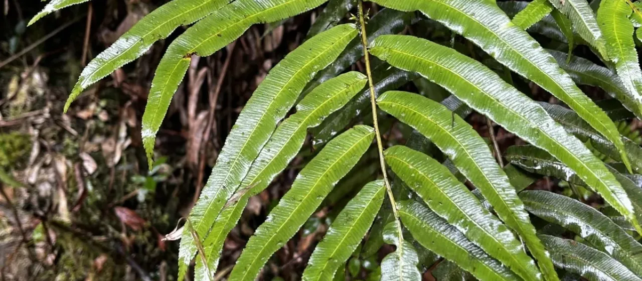 Plagiogyria euphlebia