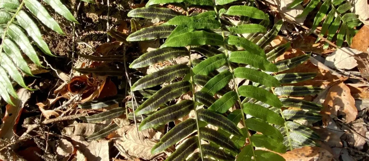 Plagiogyria japonica