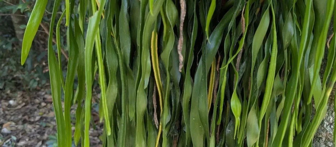 Ophioglossum pendulum