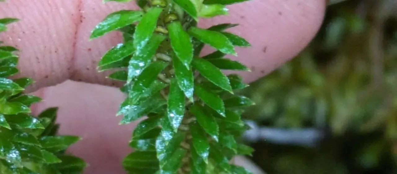 Firmoss