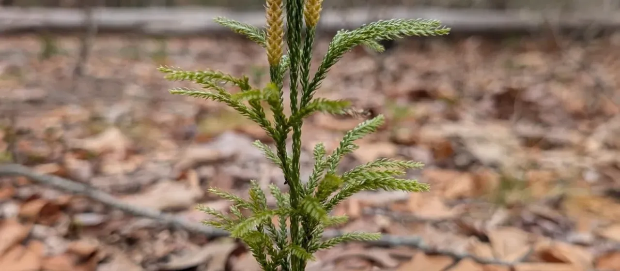 Flat-branched tree clubmoss