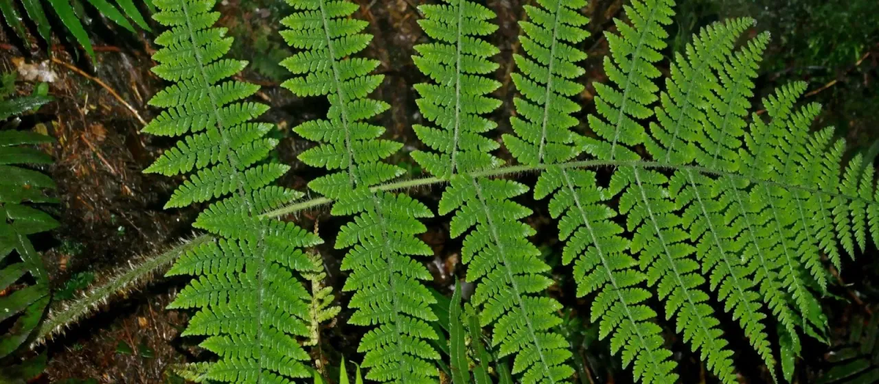 Maximowicz's Wood Fern