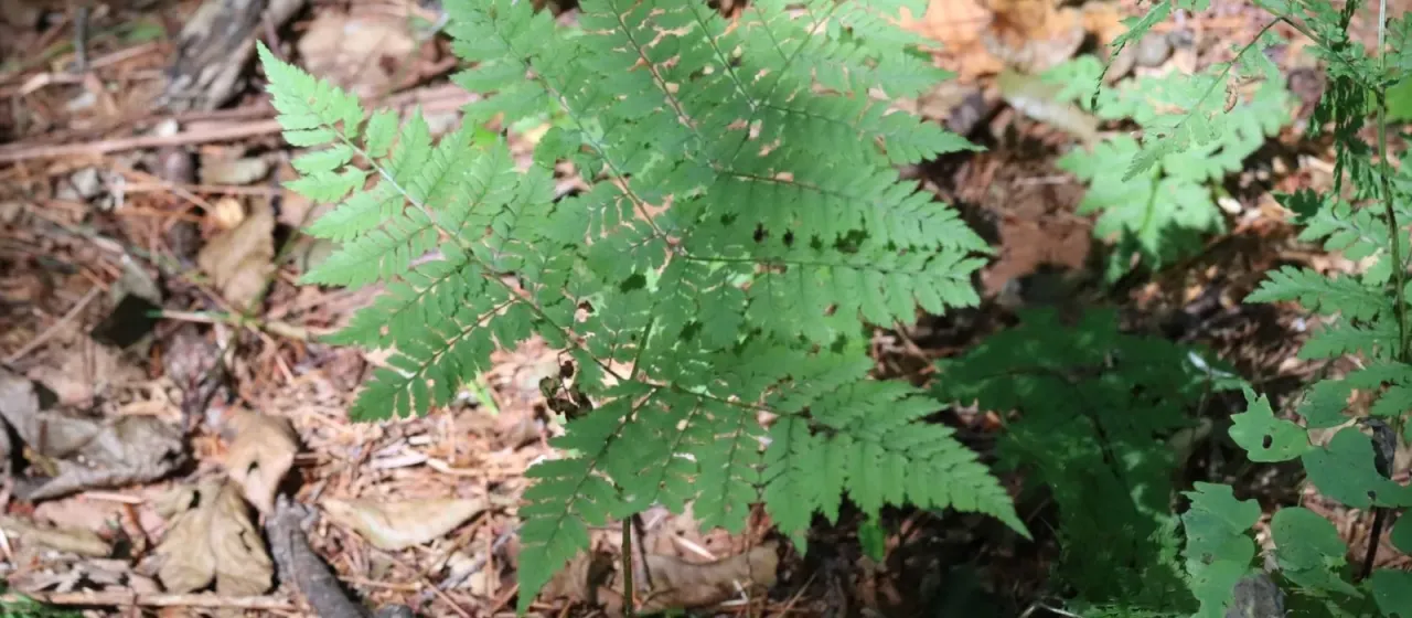 Amur wood fern