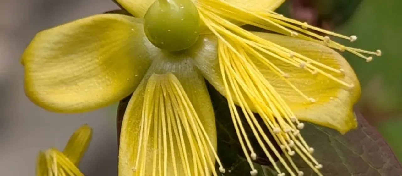 Tutsan