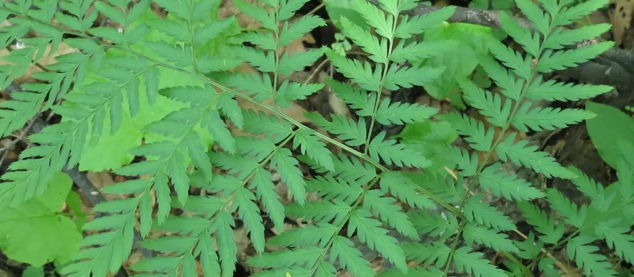 Goering's wood fern