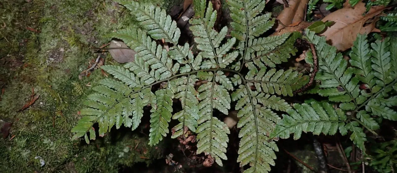 Formosan wood fern
