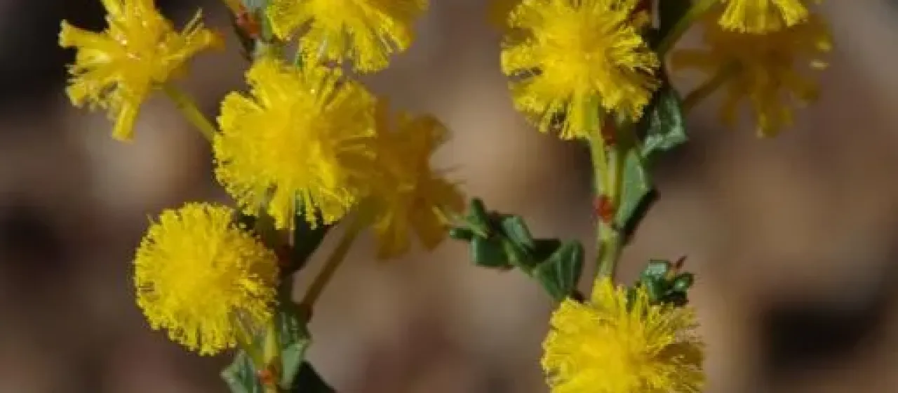 Acacia acanthoclada