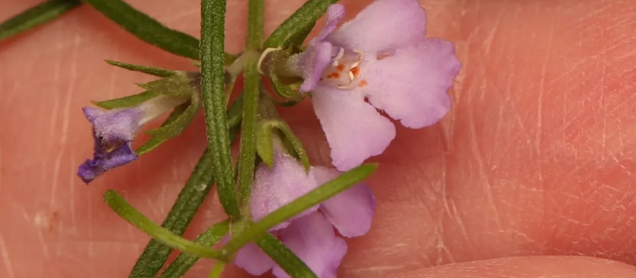 Slender Westringia
