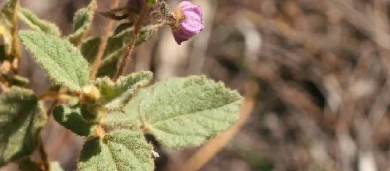 Thomasia tenuivestita