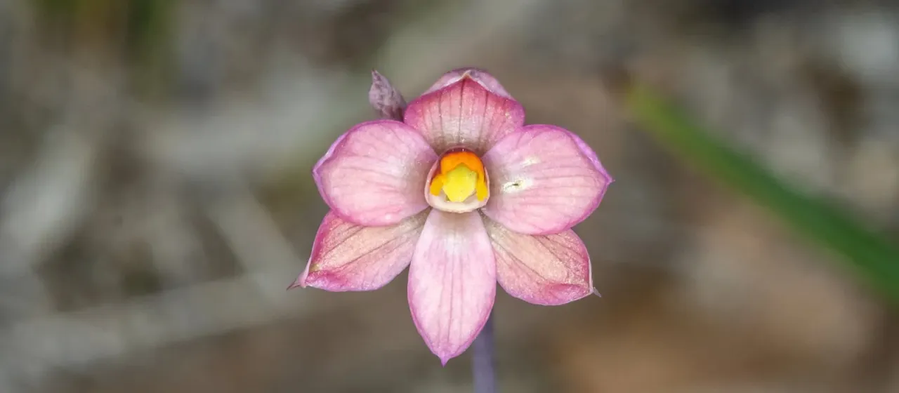 Thelymitra rubra