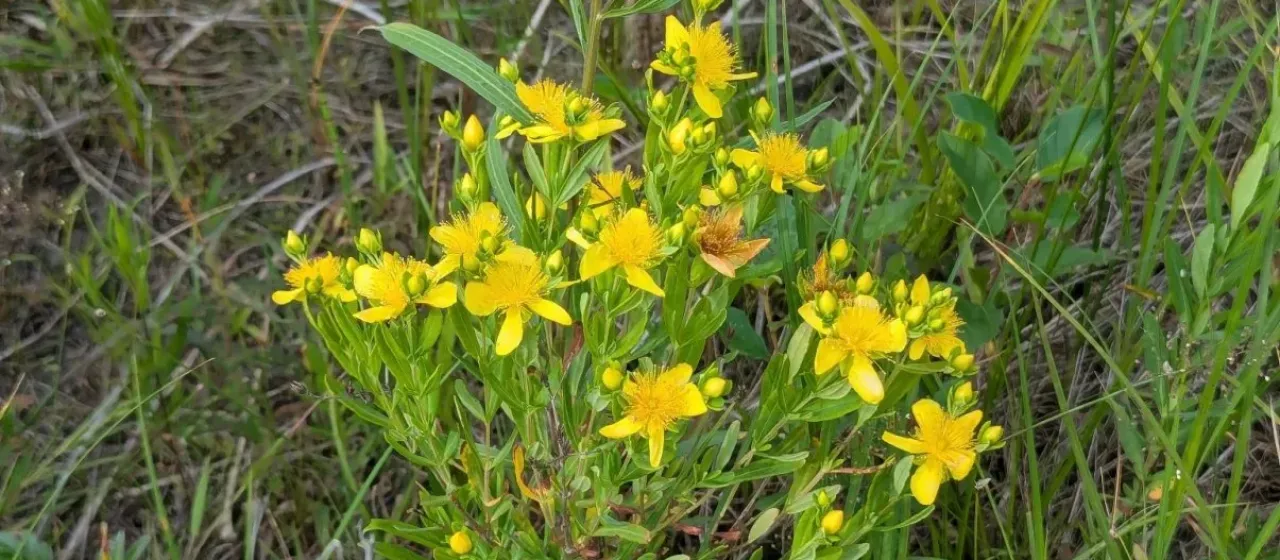 Kalm's St. John's-wort