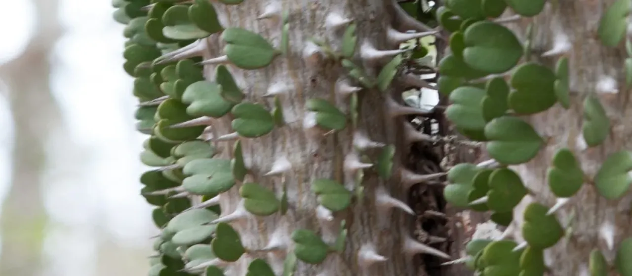 Alluaudia ascendens