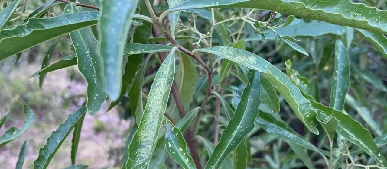 Nuxia oppositifolia