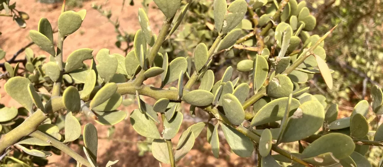 Balanites pedicellaris