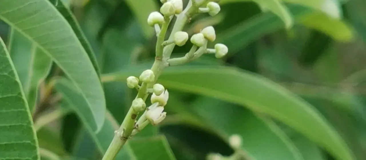 Ozoroa engleri