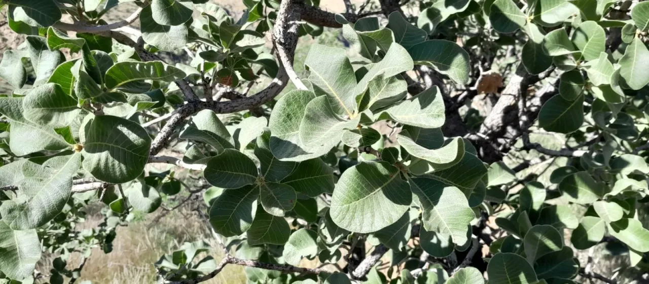 Ozoroa crassinervia