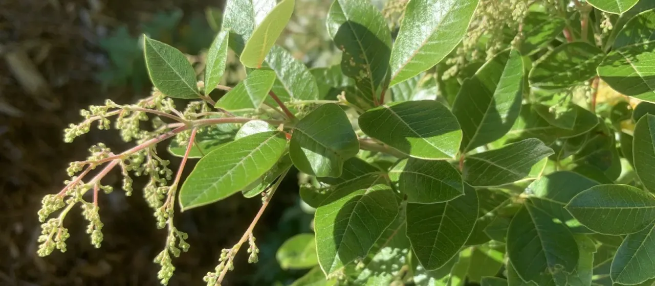 Searsia tomentosa