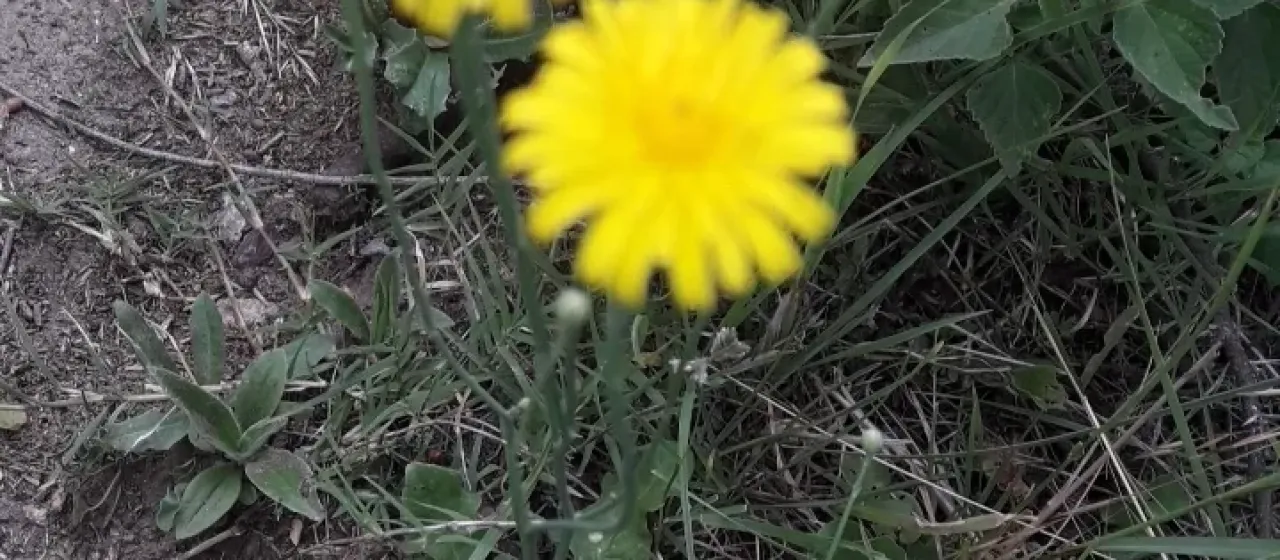 Hairy cat's ear