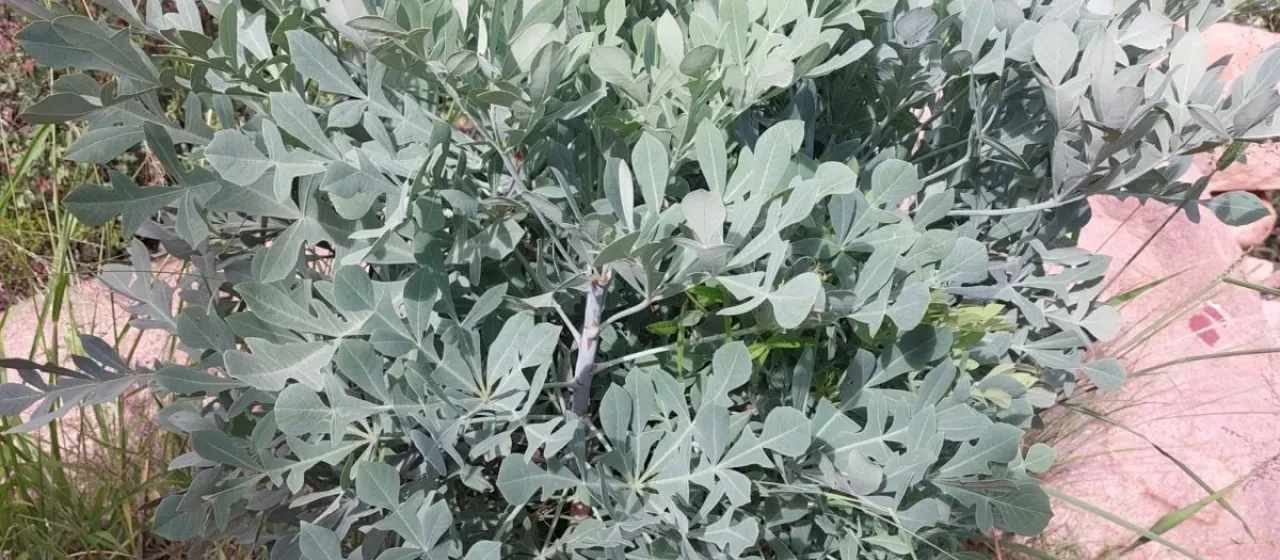 Cussonia transvaalensis