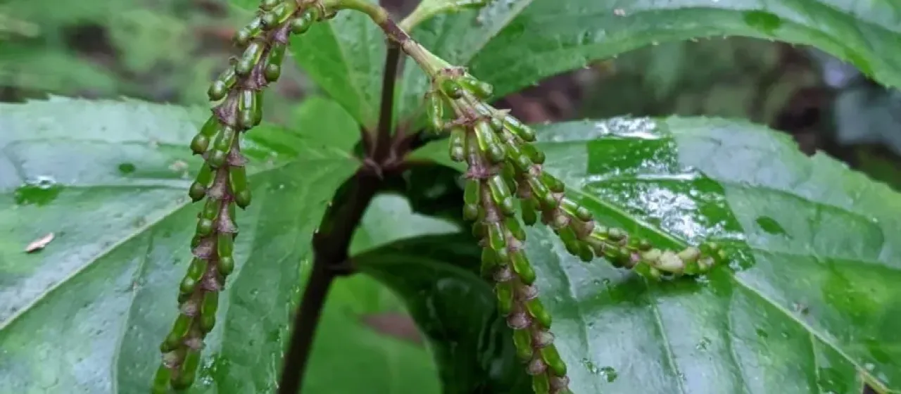 Chloranthus henryi