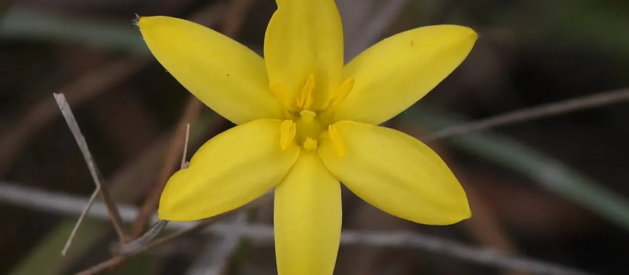 Hypoxis L.